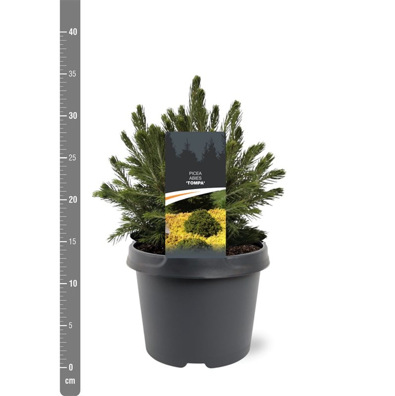 Picea a. 'Tompa' - C3 20-25 CM